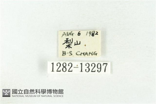 樹形尺蛾藏品圖，第3張