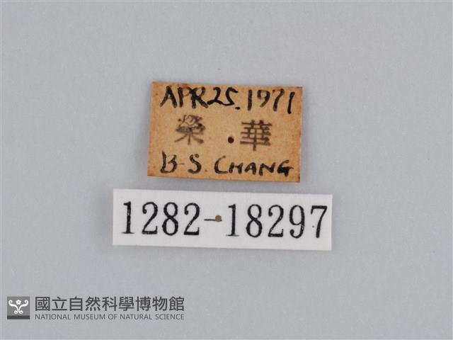 豔粉蝶藏品圖，第3張