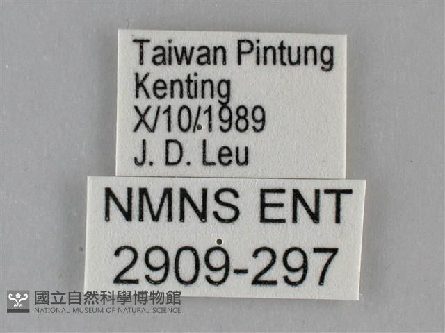 纖粉蝶藏品圖，第3張