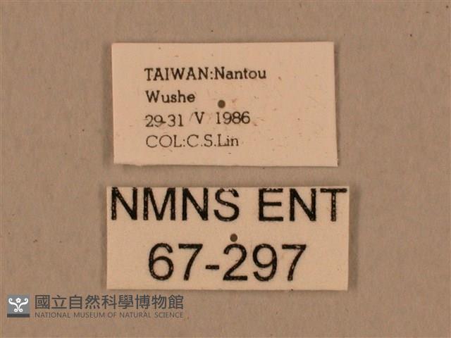 背中白天蛾藏品圖，第3張