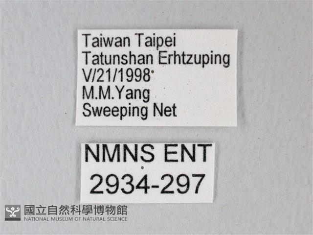 細邊琉灰蝶藏品圖，第3張