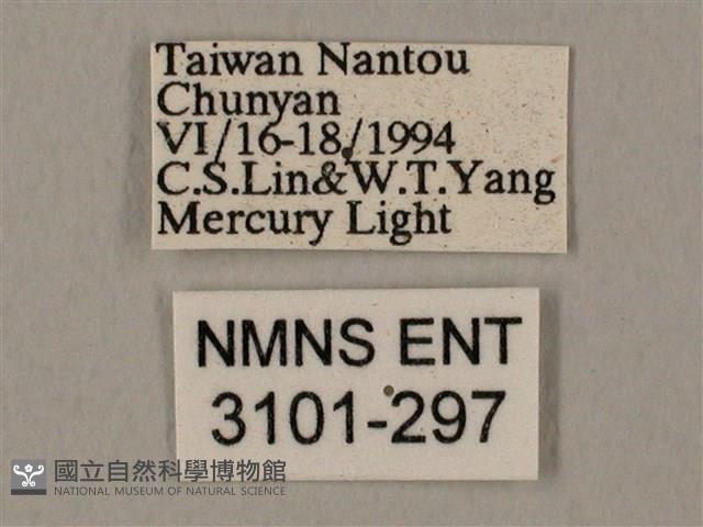 裂斑鷹翅天蛾藏品圖，第3張