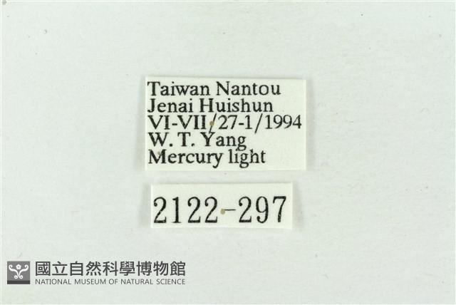 大斑波紋蛾藏品圖，第3張