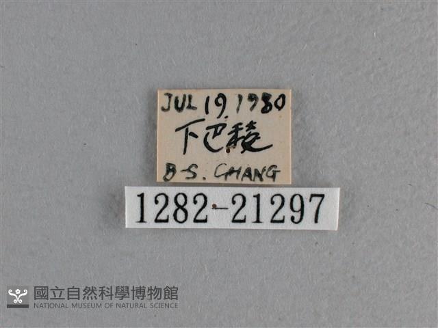 黃星弄蝶藏品圖，第3張