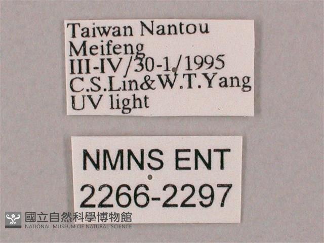 井上氏絨毛天蛾藏品圖，第3張