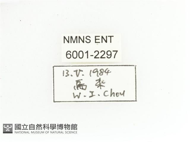 黃肩長腳花金龜藏品圖，第2張