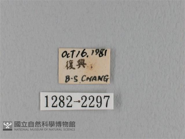 鋸緣枯葉蛾藏品圖，第3張