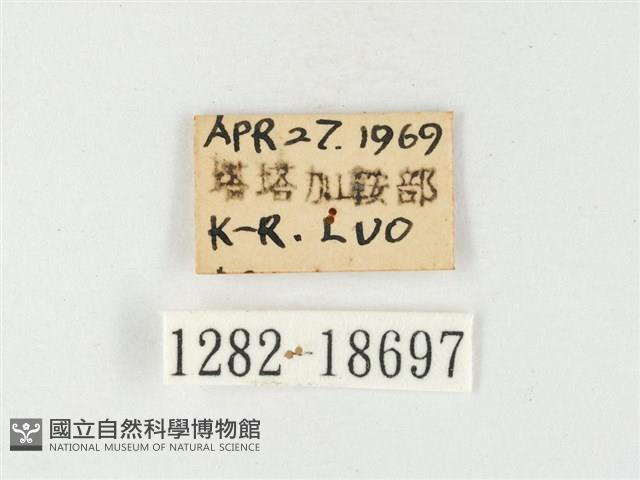 紋黃粉蝶藏品圖，第3張