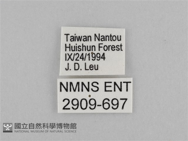 切翅眉眼蝶藏品圖，第3張