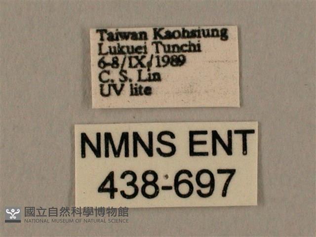 棕綠背線天蛾藏品圖，第3張