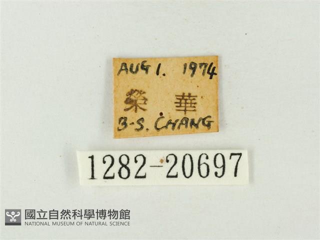 燕灰蝶藏品圖，第3張