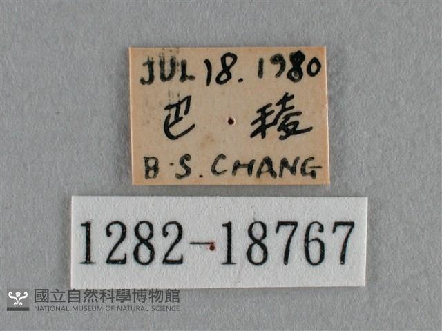 黑星灰蝶藏品圖，第3張