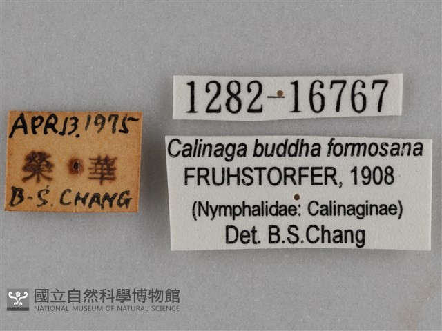 臺灣絹蛺蝶藏品圖，第3張