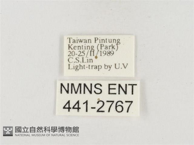 小白紋毒蛾藏品圖，第3張