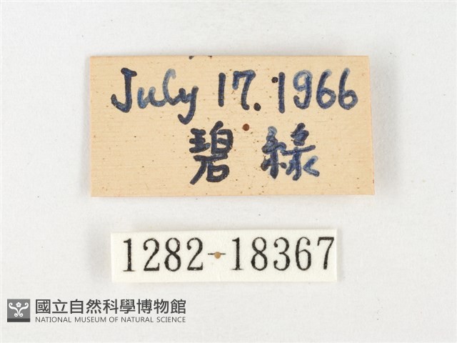 黃裙豔粉蝶藏品圖，第3張