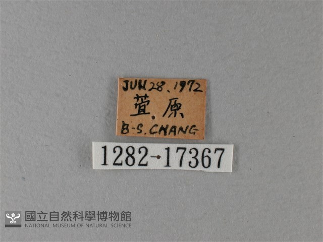 黑脈樺斑蝶藏品圖，第3張