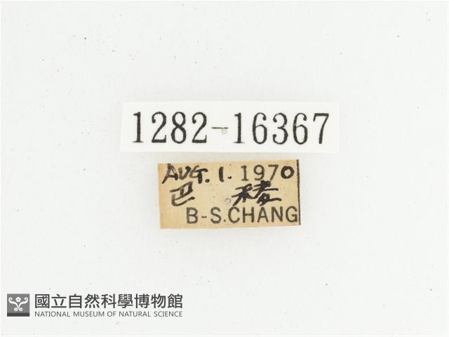 綠艷長腳花金龜藏品圖，第2張