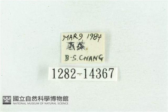 粉紅帶散紋夜蛾藏品圖，第3張