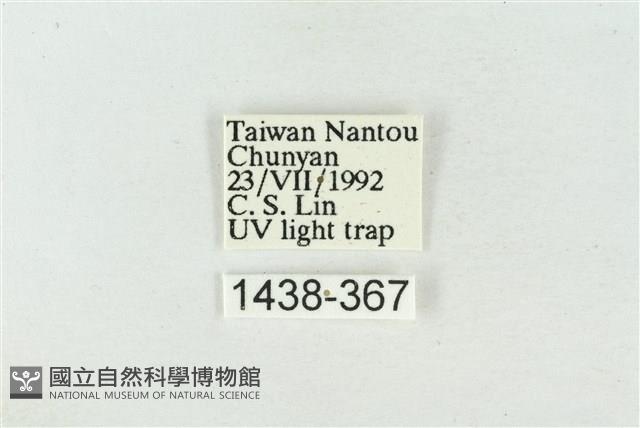 素木氏美波紋蛾藏品圖，第3張