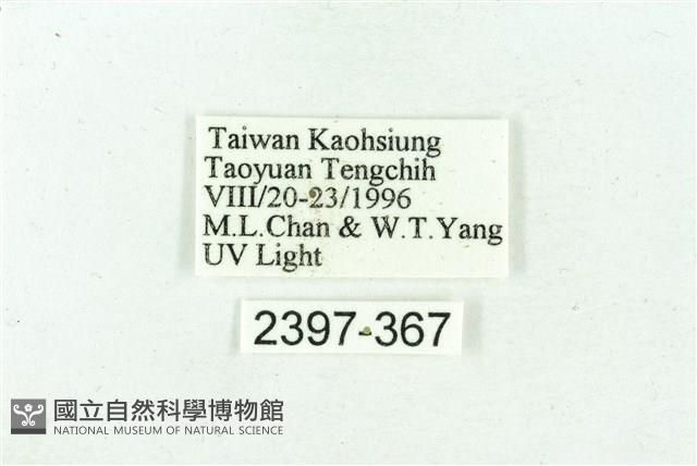 臺雪苔蛾藏品圖，第3張