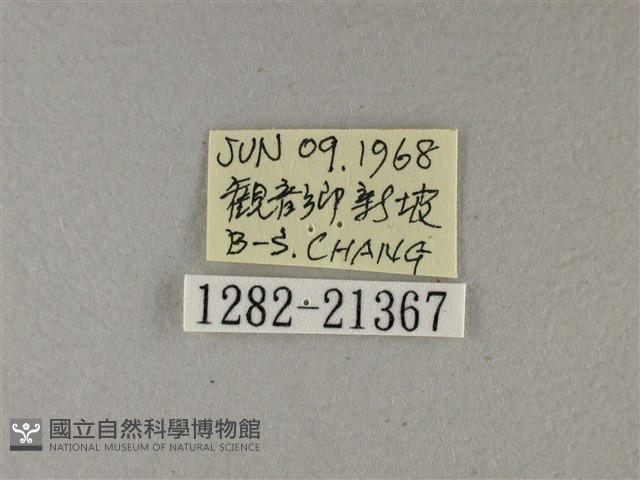 小星弄蝶藏品圖，第3張
