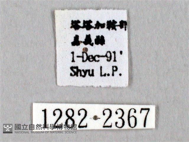 阿里山絨帶蛾藏品圖，第3張