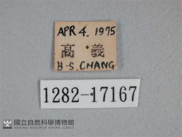 枯葉蝶藏品圖，第3張