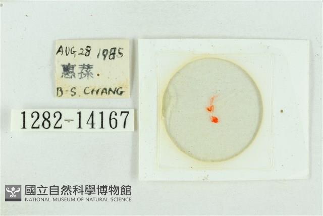 粉紅帶散紋夜蛾藏品圖，第3張