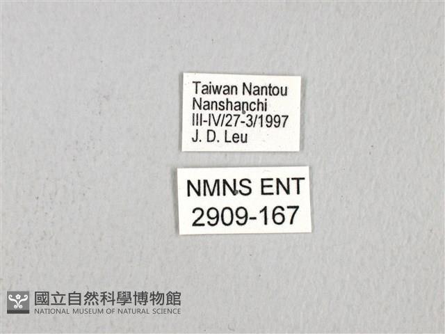 斑鳳蝶藏品圖，第3張