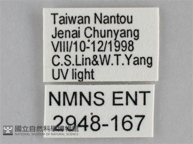 褐點仿眉刺蛾藏品圖，第3張
