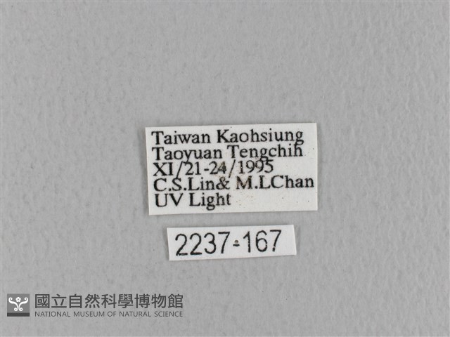 青枯葉蛾藏品圖，第3張