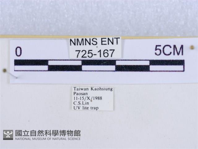 後凸蝶燈蛾藏品圖，第3張