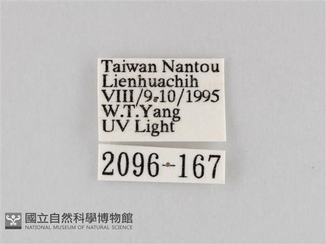 長斑擬燈蛾藏品圖，第3張