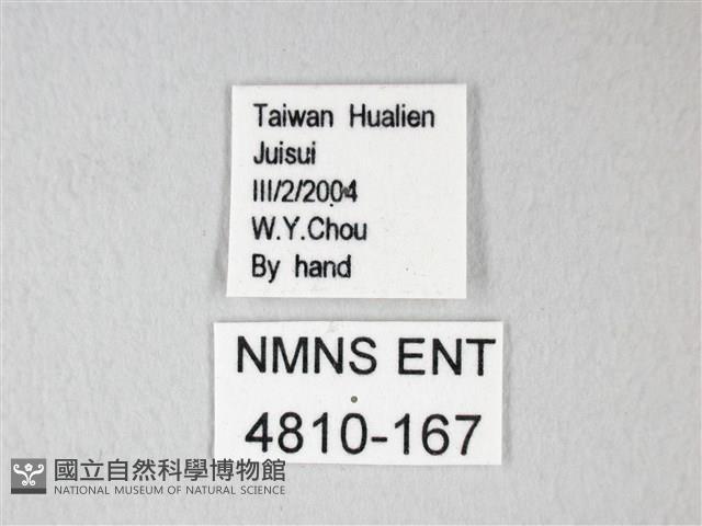 臺灣卵翅蛾藏品圖，第3張