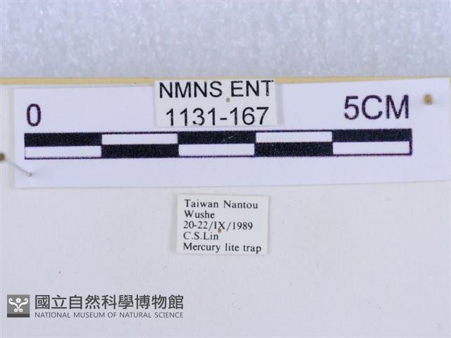 後凸蝶燈蛾藏品圖，第3張