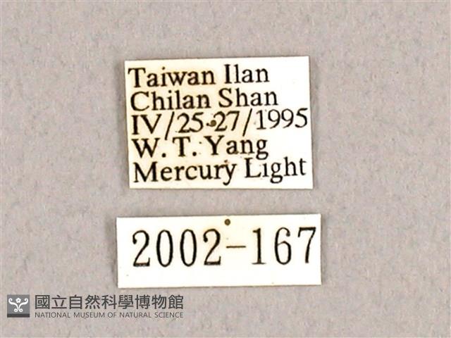 枯球籮紋蛾藏品圖，第3張