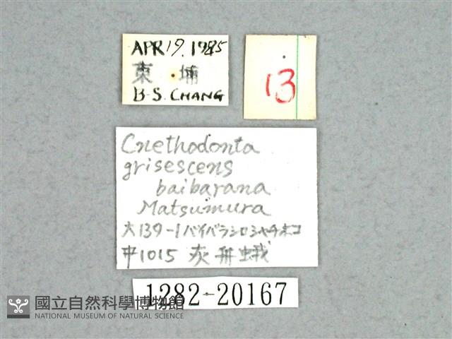 灰舟蛾藏品圖，第3張