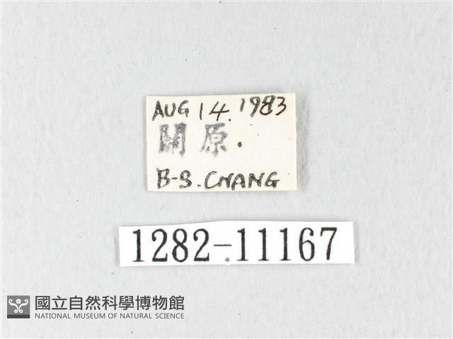 銀肩枯葉蛾藏品圖，第3張