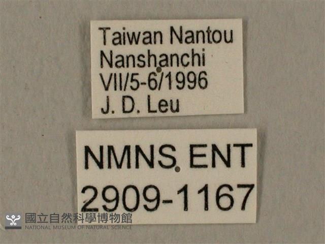 蝦殼天蛾藏品圖，第3張