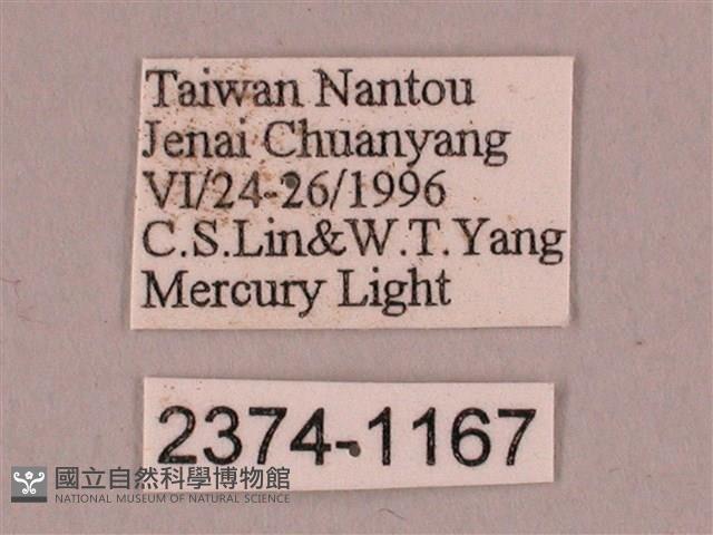 栗六點天蛾藏品圖，第3張