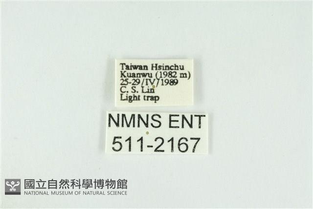 寬紋黃毒蛾藏品圖，第3張