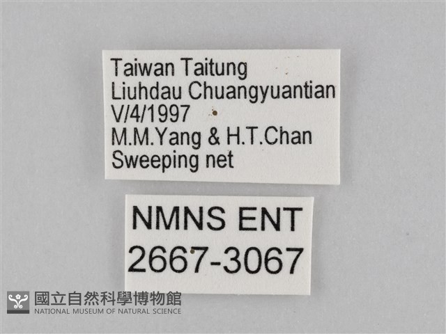 密紋波眼蝶藏品圖，第3張