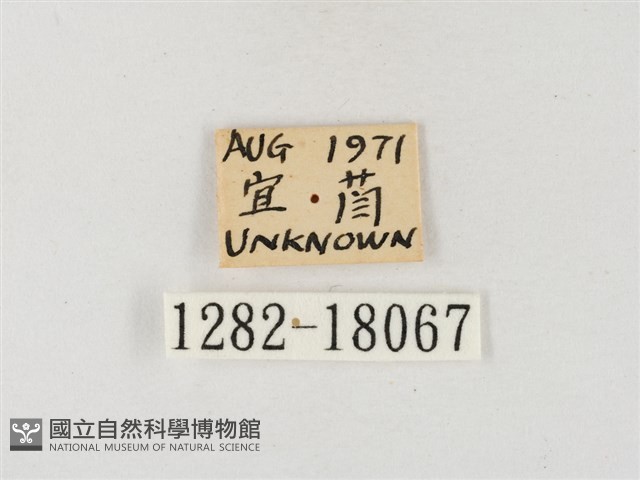 飛龍白粉蝶藏品圖，第3張