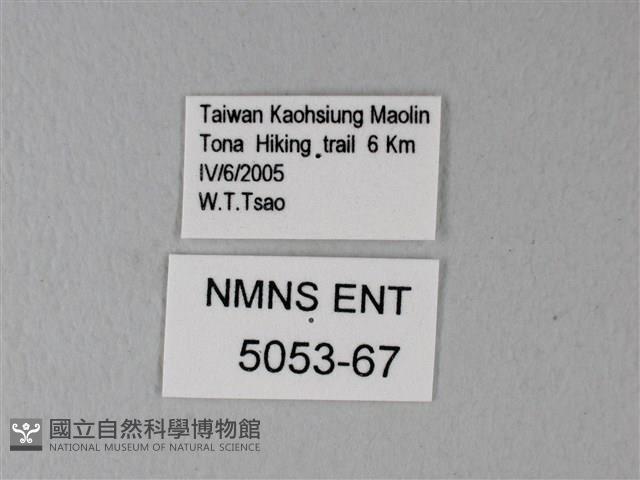 松村氏淺翅鳳蛾藏品圖，第3張