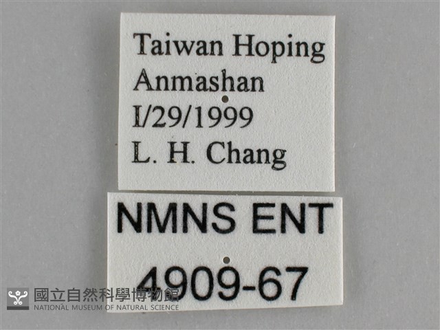 金鎧蛺蝶藏品圖，第3張