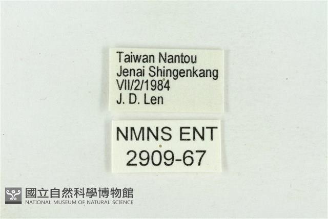 阿里山鐵灰蝶藏品圖，第3張