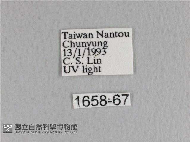 川邊氏枯葉蛾藏品圖，第3張