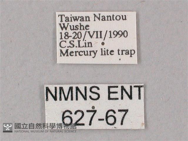 綠背斜紋天蛾藏品圖，第3張