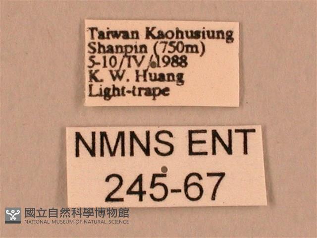 棕綠背線天蛾藏品圖，第3張