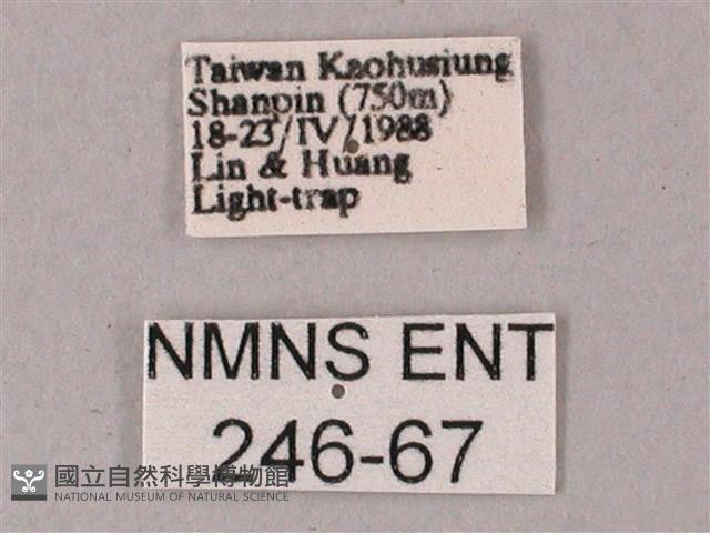 斜線天蛾藏品圖，第3張